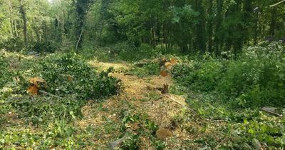 East Belfast residents shocked and upset after trees cut down in popular park