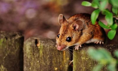 Study discovers new method that lowers crop damage from mice, during plague