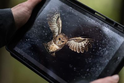 ‘All I see are ghosts’: fear and fury as the last spotted owl in Canada fights for survival