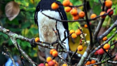 How a community-based initiative restored dwindling hornbill population in Western Ghats