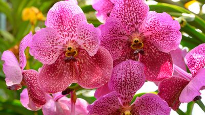 How to propagate orchids – expert tips for three key methods