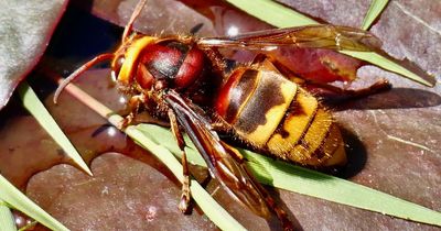 Ecology expert warns Asian hornets will increase in UK over next 2 years