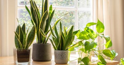 Houseplants help 'remove cancer causing toxins' and may help you live longer