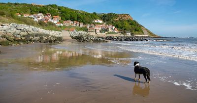 Vet cautions pet owners on dangers of letting dogs drink seawater at the beach