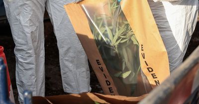 Hundreds of cannabis plants seized and man arrested in drugs bust