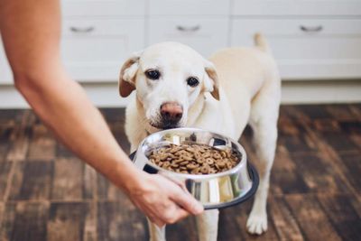 Animal charity reports record numbers turning to its pet food banks