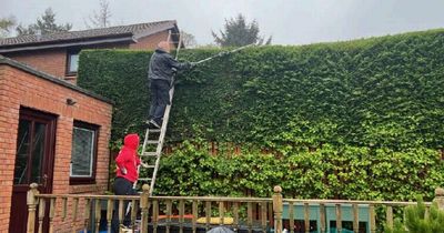 Edinburgh neighbours locked in four-way feud over 12ft hedge they claim is 'dangerous'