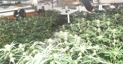 Cannabis farms discovered at two derelict pubs