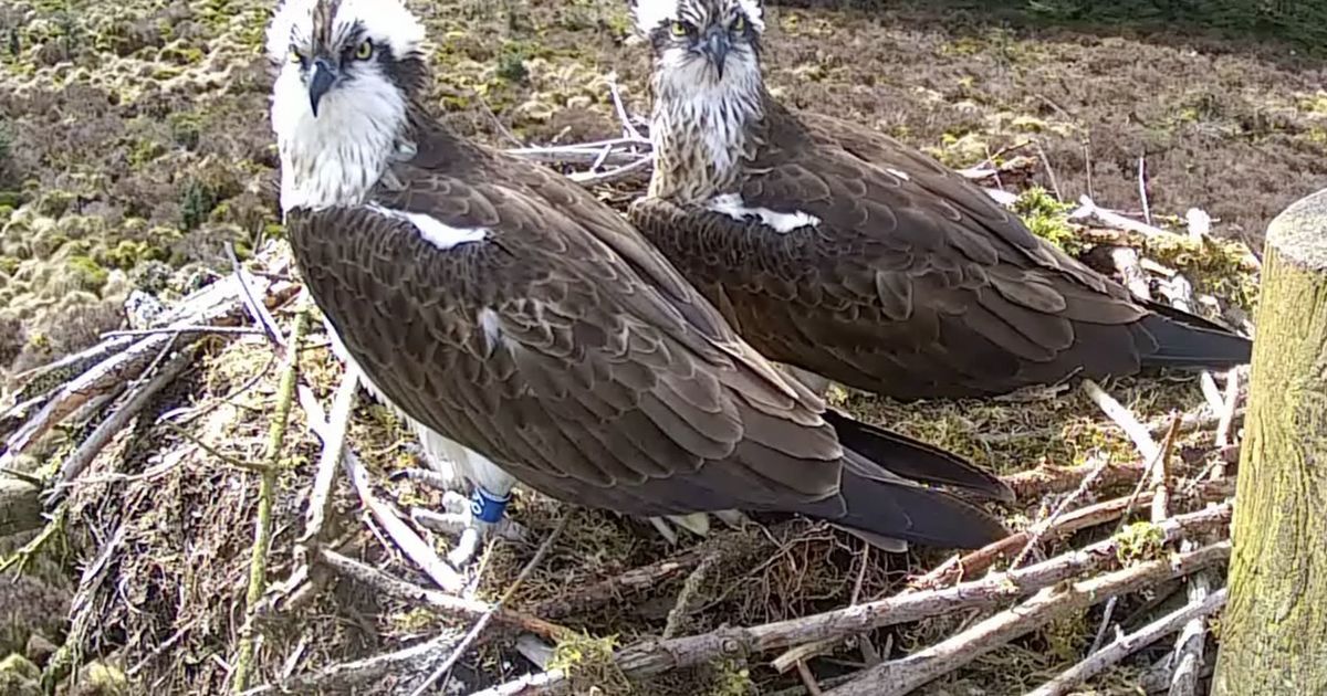 Two eggs hatch to ospreys at Northumberland's Kielder…