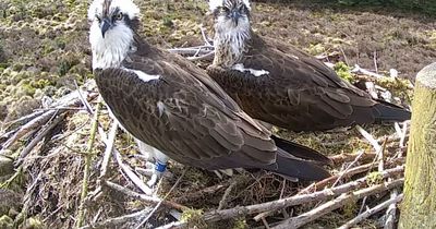 Two eggs hatch to ospreys at Northumberland's Kielder Forest