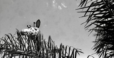 Short story: Perhaps it was like this, by Michael Morrissey