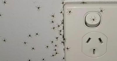 Swarm of spiders crawl from socket next to man's BED in chilling photo