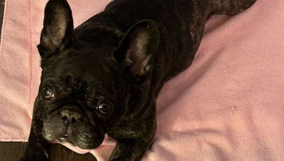 Woman appeals to thief to return Peppa the French bulldog stolen at gunpoint in Portage Park