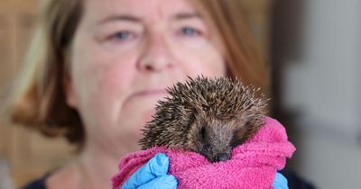 Gateshead hedgehog 'hogspital' plea after huge rise in animals being injured in gardens