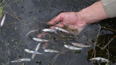 Thousands of dead fish float on Dal Lake