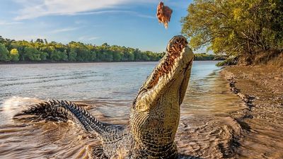 Aussies go crazy for crocodile as more people sink their teeth into croc products