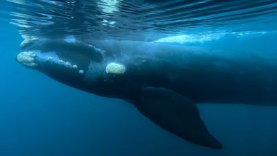 Seismic testing plans for Otway Basin prompt concerns for whales, dolphins and other wildlife