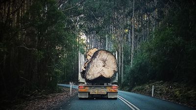 Tasmanian timber industry wants greater access to native forests. Conservationists are resisting that push