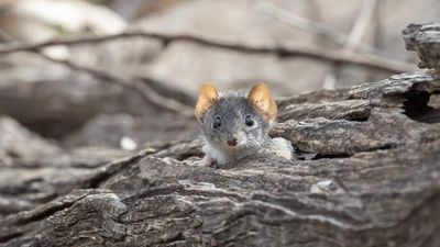 Male mardo, yellow-footed antechinus, 'lives fast, dies young'