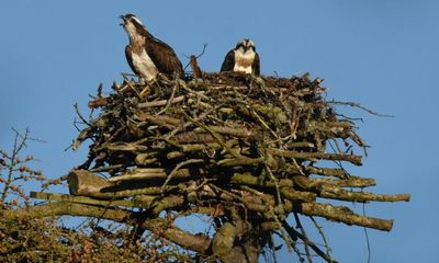 Country diary: The osprey is low in her nest – she’s incubating eggs