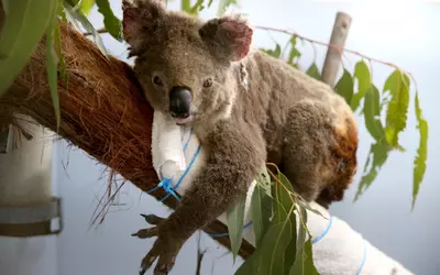 Koala paradise! NSW sets aside 4500ha parcel to guarantee koalas’ survival