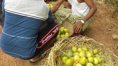 Kari Ishad mango of Ankola in Uttar Karnataka gets GI tag
