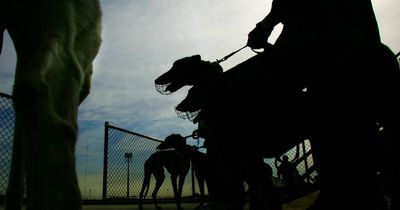 Two greyhound deaths at Newcastle track in a week