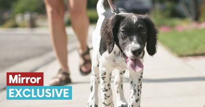 Dog expert issues warm weather warning as more die from hot walks than in cars