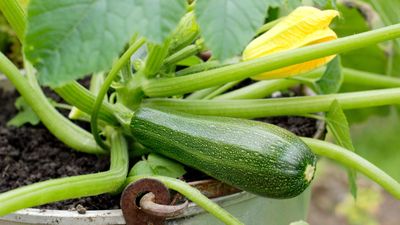 How to grow zucchinis in pots successfully – what I learned from growing this summer vegetable in containers