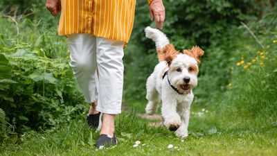 Want to boost your dog’s obedience? Trainer reveals why it all comes down to avoiding these six mistakes