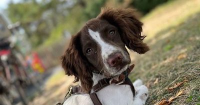 Owner's warning after dog had 'golf ball-sized lump' from suspected snake bite