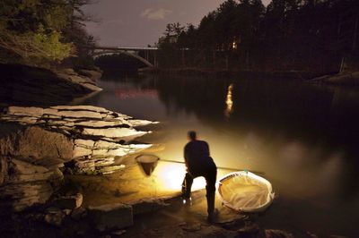 Baby eels remain one of America's most valuable fish after strong year in Maine