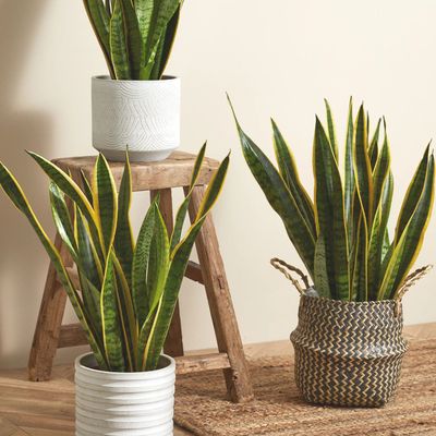 How to care for a snake plant – the houseplant anyone can keep alive