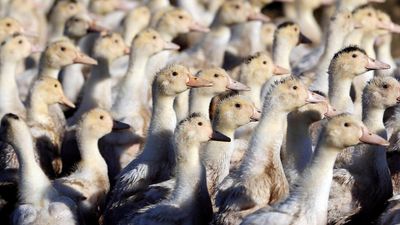 France to launch bird flu vaccination programme after 'satisfactory' tests