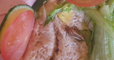 Glasgow woman disgusted after finding 'cockroach' in Greggs sandwich