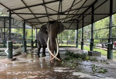 Ailing jumbo Sak Surin to be brought home