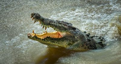 Tourist savaged by crocodile while snorkelling off Queensland coast to spot fish