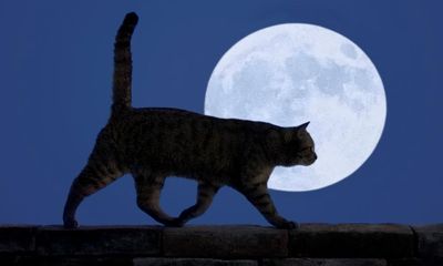 Fierce beast attacking Florida residents revealed as domestic cat with attitude