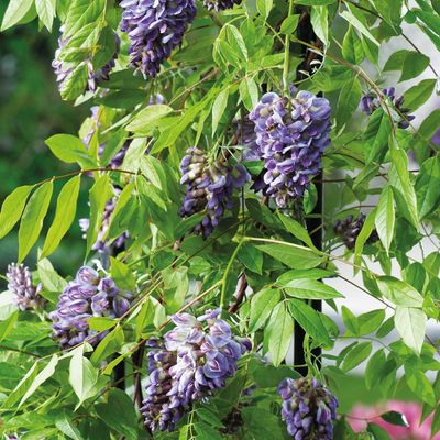 Get the Bridgerton look: Aldi is selling Wisteria plants and they're a steal for under £20