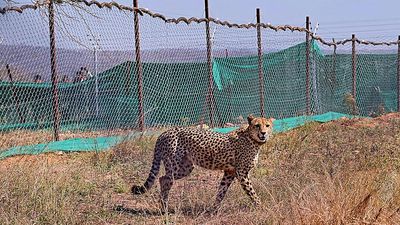 Cheetahs introduced without considering spatial ecology: study