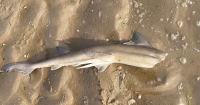 Petition calling for ban as more dead sharks wash up on beaches