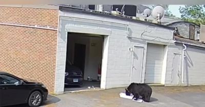 Moment hungry bear storms into bakery and steals 60 cupcakes leaving staff terrified