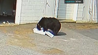 Bear helps itself to 60 cupcakes after breaking into Connecticut bakery, scares employees
