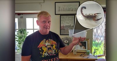 Man finds SCORPION inside his suitcase as he unpacks after Cuba holiday