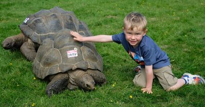 Alpacas, camels and giant tortoises: Thousands of families enjoy day out at Northumberland County Show