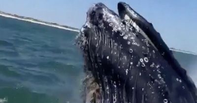 Moment huge humpback whale crashes against boat sparking screams from passengers