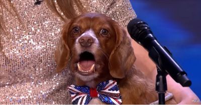 ITV Britain's Got Talent viewers all say same thing as 'singing' dog gets four yesses