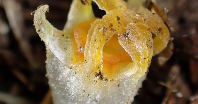 Otherworldly 'fairy lantern' plant that was presumed extinct emerges from forest floor
