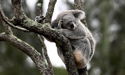 More than 40,000 hectares of nationally vital koala habitat marked for potential logging in NSW