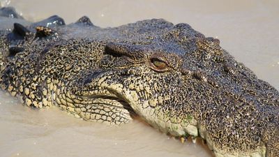 Fine people for 'reckless' behaviour around crocodiles, conservationists tell Queensland government